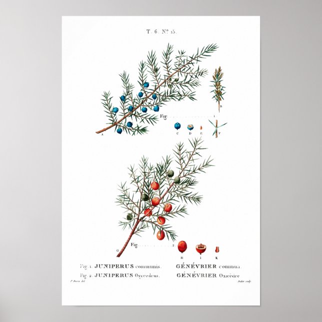 VINTAGE BOTANICAL ’JUNIPER’ REDOUTÉ POSTER (Framsidan)