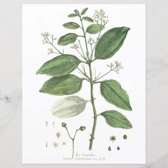 Vintage Botanical, La Canelier (Framsida)