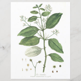 Vintage Botanical, La Canelier