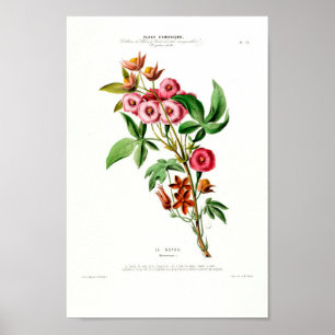 Vintage Botanical Le Noyau Flore D Amerique Poster