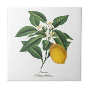 Vintage Botanical Lemon Fruit Blommar Löv Kakelplatta