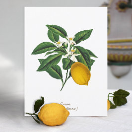 Vintage Botanical Lemon Fruit Blommar Löv Vykort
