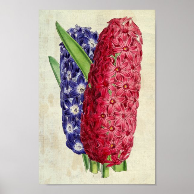 Vintage Botanical Lina & Argus Oriental Hyacinth Poster (Framsidan)