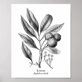 Vintage Botanical Litchi-Poster Poster