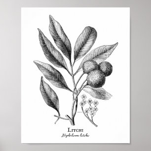 Vintage Botanical Litchi-Poster Poster