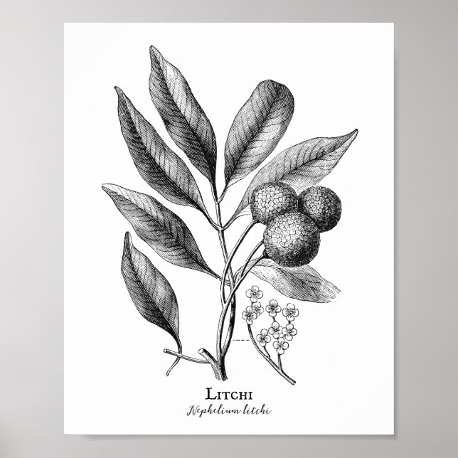 Vintage Botanical Litchi-Poster Poster (Framsidan)