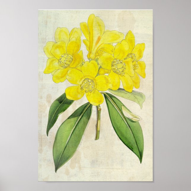 Vintage Botanical Lobbs Rhododendron Poster (Framsidan)