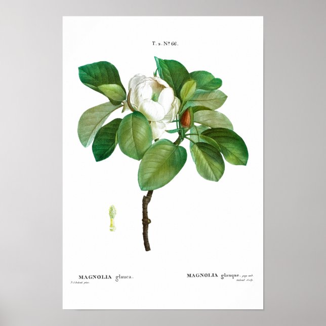 VINTAGE BOTANICAL ’MAGNOLIA’ REDOUTÉ POSTER (Framsidan)