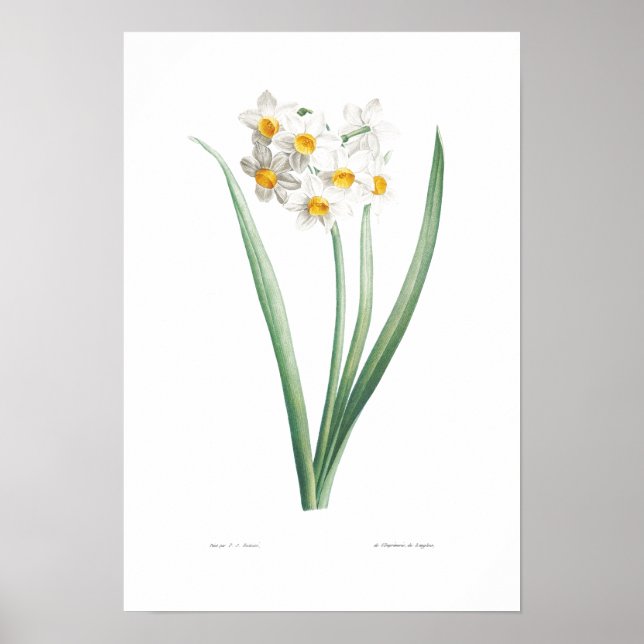 VINTAGE BOTANICAL NARCISSUS POSTER (Framsidan)