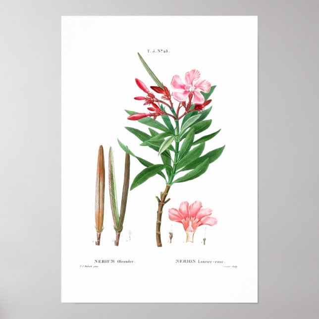 VINTAGE BOTANICAL ’OLEANDER’ REDOUTÉ POSTER (Framsidan)