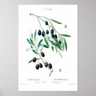VINTAGE BOTANICAL ’OLIVE’ REDOUTÉ POSTER
