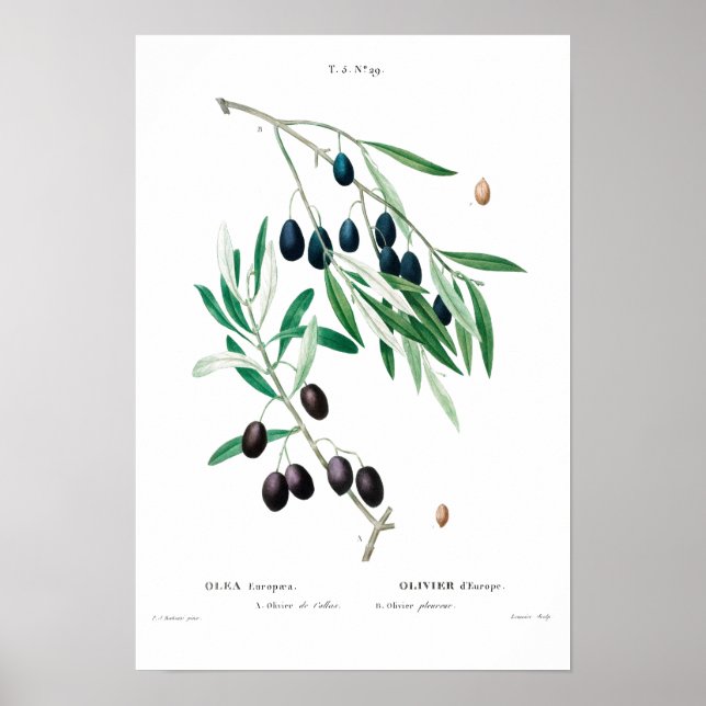 VINTAGE BOTANICAL ’OLIVE’ REDOUTÉ POSTER (Framsidan)
