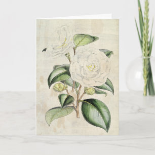 Vintage Botanical Pearl Camellia Kort