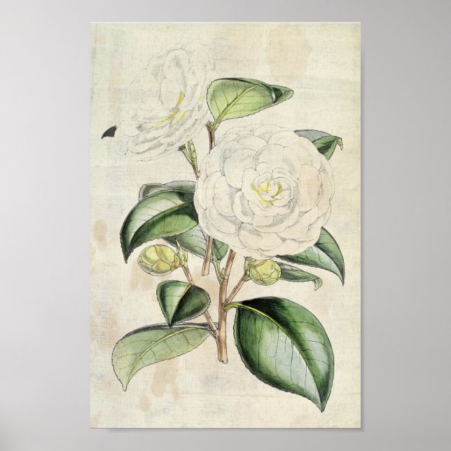 Vintage Botanical Pearl Camellia Poster (Framsidan)