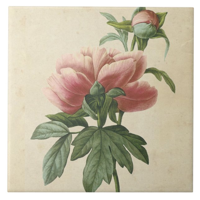 Vintage Botanical Peony Kakelplatta (Framsidan)