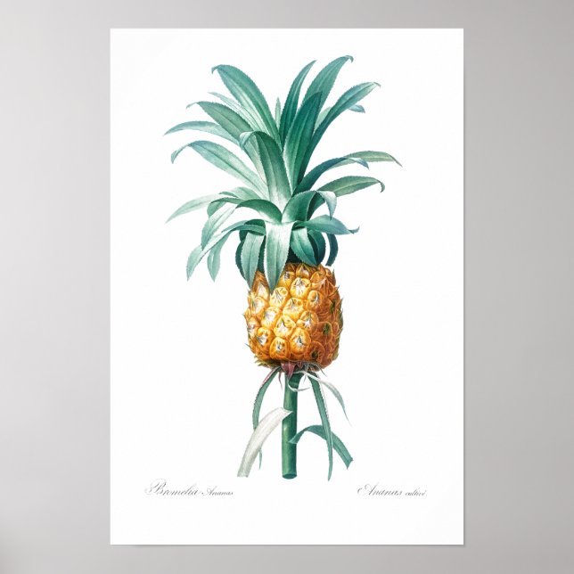 VINTAGE BOTANICAL "PINEAPPLE" REDOUTÉ POSTER (Framsidan)
