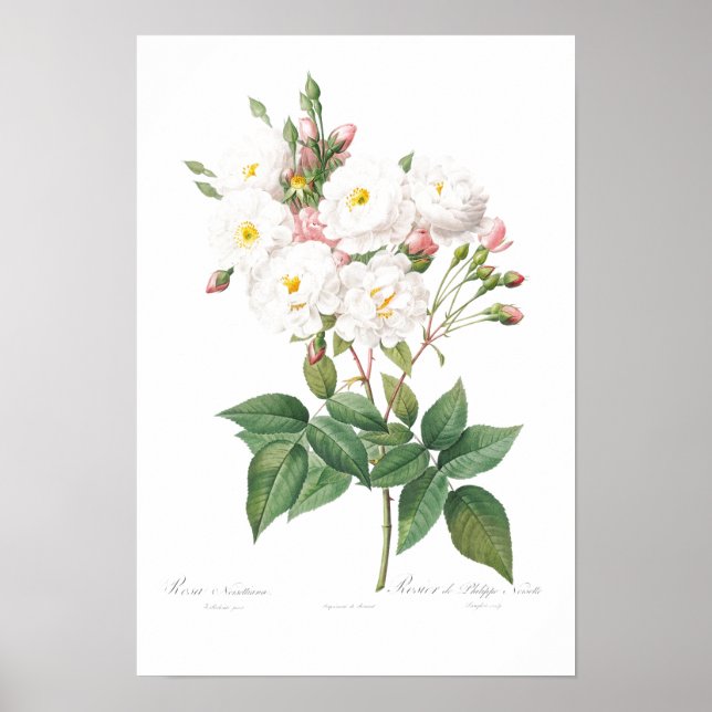 VINTAGE BOTANICAL PINK ROSE ILLUSTRATION  POSTER (Framsidan)