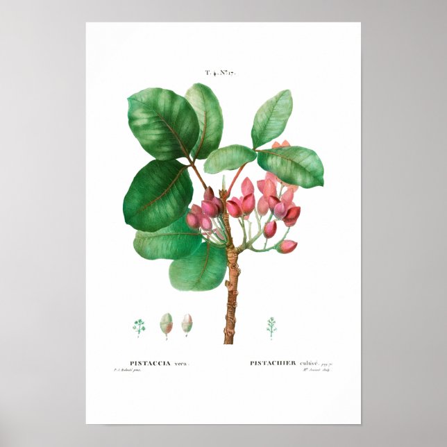 VINTAGE BOTANICAL ’PISTACHIO’ REDOUTÉ POSTER (Framsidan)