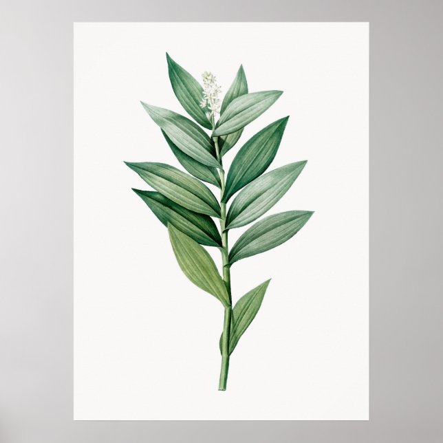 VINTAGE BOTANICAL POSTER (Framsidan)