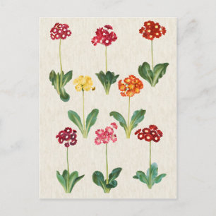 Vintage Botanical Primrose Illustration Vykort