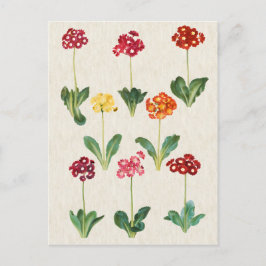 Vintage Botanical Primrose Illustration Vykort