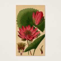 Vintage Botanical Print Rosa Vatten Lily Lotus