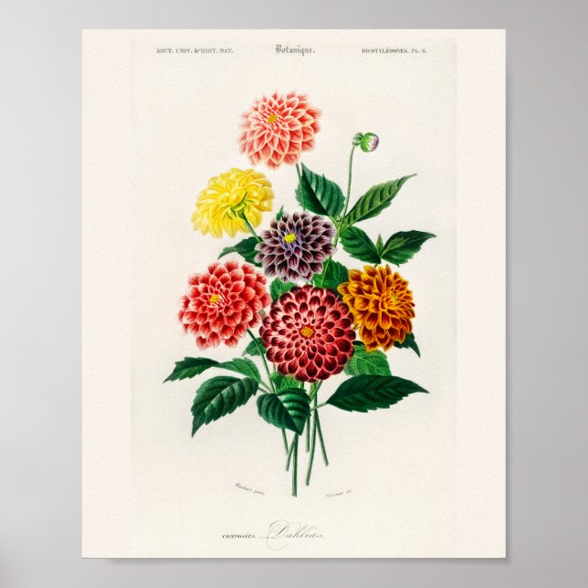 Vintage Botanical Red Dahlia Poster (Framsidan)