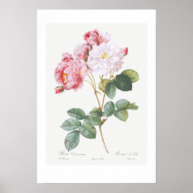 VINTAGE BOTANICAL ’ROSEBUSH’ REDOUTÉ POSTER (Framsidan)