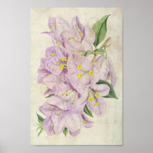 Vintage Botanical Showy Bougainvillea Poster