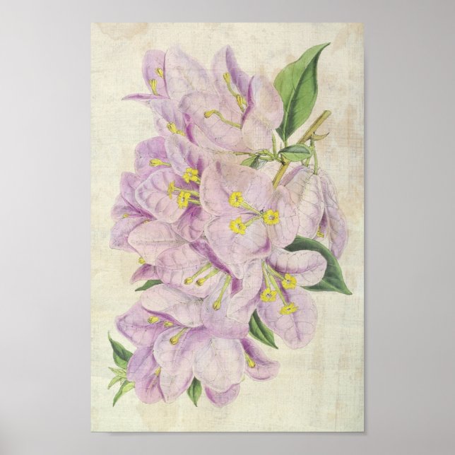 Vintage Botanical Showy Bougainvillea Poster (Framsidan)