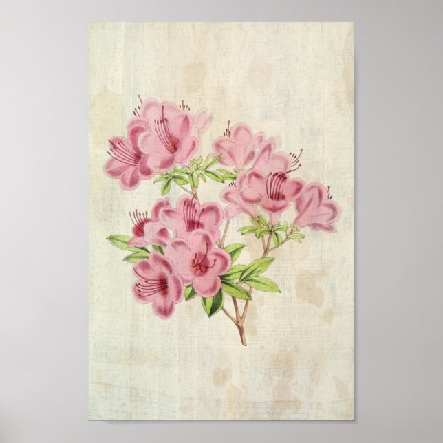 Vintage Botanical Standish's Hybrid Azalea Poster (Framsidan)