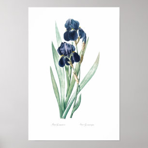 VINTAGE BOTANICAL "TYMAN IRIS" REDOUTÉ POSTER