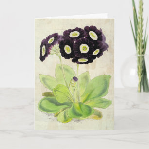 Vintage Botanical Volunteer Auricula Kort