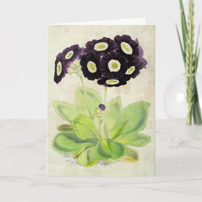 Vintage Botanical Volunteer Auricula Kort (Framsida)