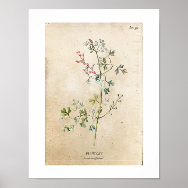 Vintage Botanical Wildblomma Poster (Framsidan)