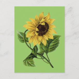 Vintage Botanicals Dandy Solros Vykort