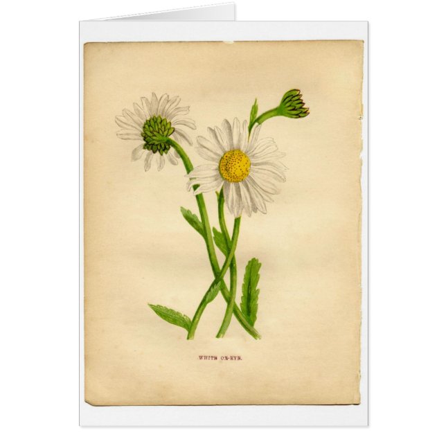 Vintage Botanicals Illustrations Hälsningskort (Framsidan)