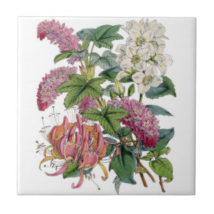 Vintage Botanicals Illustrations Kakelplatta