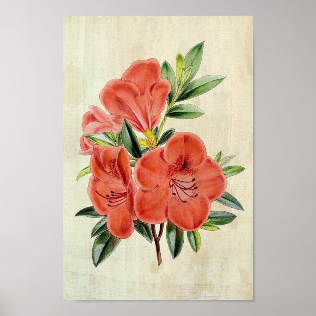 Vintage Botaniens president Azalea Poster (Framsidan)
