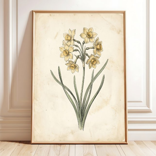 Vintage Botanisk Antik Narciss Canvas Konst Poster (Skapare uppladdad)