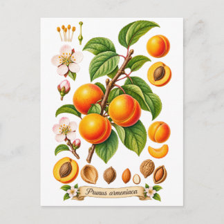 Vintage botanisk aprikosillustration vykort