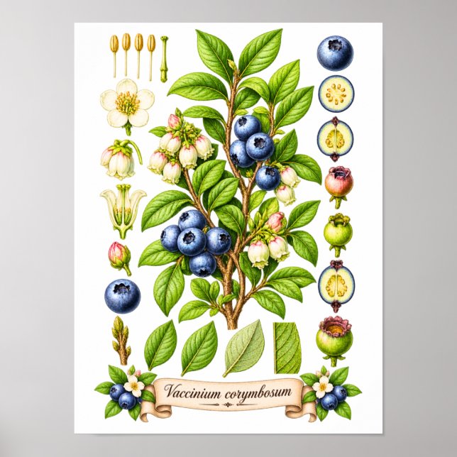 Vintage botanisk blåbärsillustration poster (Framsidan)