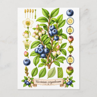 Vintage botanisk blåbärsillustration vykort