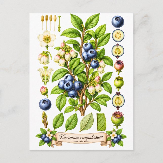 Vintage botanisk blåbärsillustration vykort (Framsida)