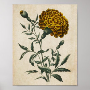 Vintage Botanisk Blommigt African Marigold Skriv u Poster