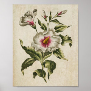 Vintage Botanisk Blommigt Althea Frutex Skriv ut Poster