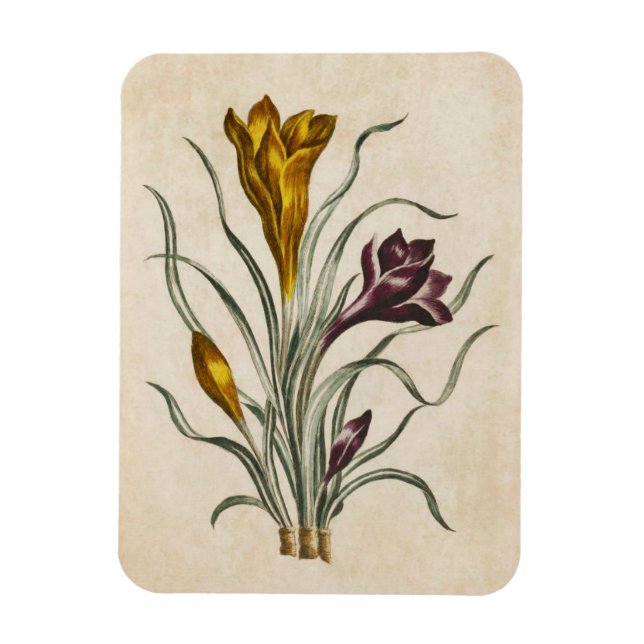 Vintage Botanisk Blommigt Crocus Magnet (Vertikal)
