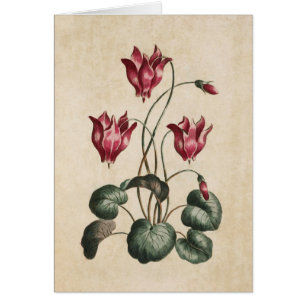 Vintage Botanisk Blommigt Cyclamen Illustration Hälsningskort