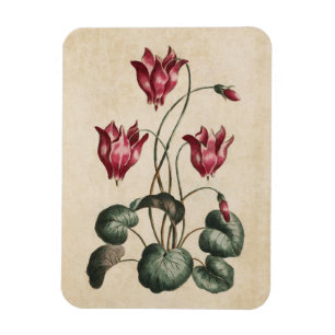 Vintage Botanisk Blommigt Cyclamen Magnet