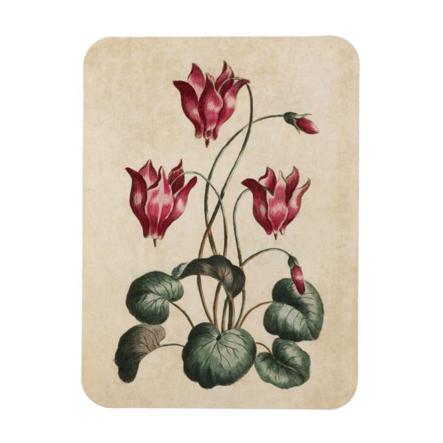 Vintage Botanisk Blommigt Cyclamen Magnet (Vertikal)